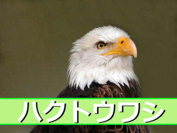 ハクトウワシの生態・豆知識８選！！寿命や飼育可能かなど徹底解説！　サムネイル画像